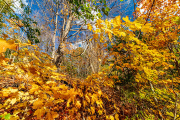 Maple golden leaves decorating the bush - Beautiful fall in Central Canada