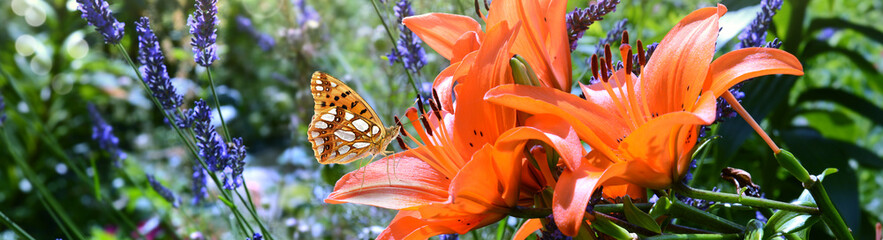 Schmetterling 885