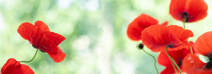 Red poppies flowers in nature, banner