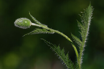 Unopened bud of large red poppy.A green fluffy poppy flower bud with water drops.Poppy bud with green  background.Close up of green spring bud of red poppy flower with water