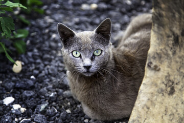 Burmese cat stray