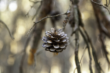 Dried pineapple in a pine forest