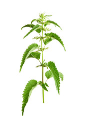 Stinging plant Urtica dioica, often known as common nettle, stinging nettle. Photo of a medicinal...