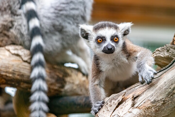 Lemur catta. Ring-tailed lemur. Cat lemur. Katta. Portrait close-up.