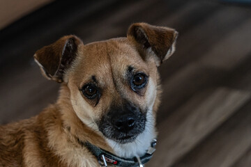 Portrait of a young brown dog