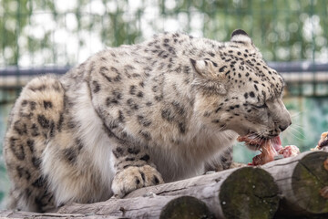 Fototapeta na wymiar Panthera uncia. Snow leopard. Irbis. Uncia uncia. Portrait close-up.