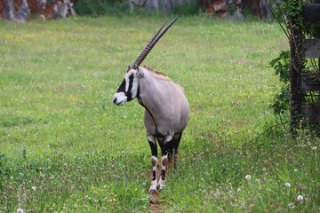 beautiful animal boiling African fast wild horns antelope gazelle