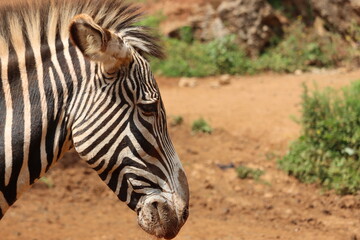 Fototapeta na wymiar beautiful zebras wild animals herbivores fast stripes