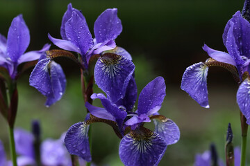 Selective focus.Close-up of a purple flower iris on blurred green natural background.Purple Iris germanica or Bearded Iris on the background of bright green landscaped garden.place for text. 