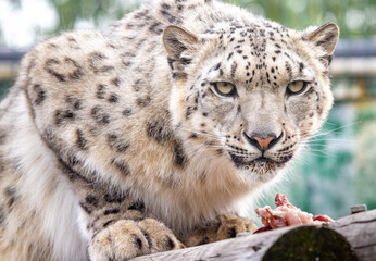 Fototapeta na wymiar Panthera uncia. Snow leopard. Irbis. Uncia uncia. Portrait close-up.