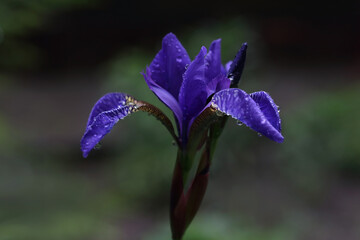 Selective focus.Close-up of a purple flower iris on blurred green natural background.Purple Iris...