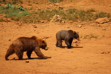 beautiful big wild brown bear dangerous Spanish claws