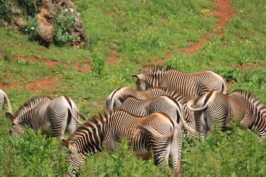 beautiful zebras wild animals herbivores fast stripes