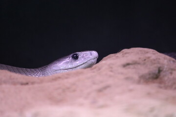 beautiful dangerous snake silent stealth reptile venom