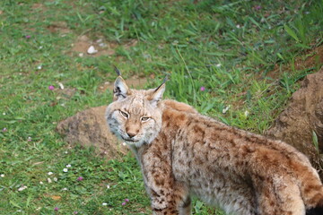 Naklejka na ściany i meble beautiful big cat lynx wild freedom fear danger extinction