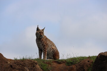 beautiful big cat lynx wild freedom fear danger extinction