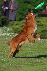 Active Nova Scotia Duck Tolling Retriever (Toller dog) jumping outdoors on a green grass catching a green flying disc