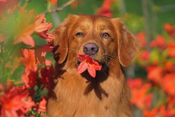 The portrait of an adorable Nova Scotia Duck Tolling Retriever (Toller dog) posing outdoors near a blooming red rhododendron bush holding one flower in its mouth