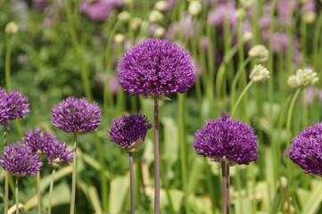 field of purple flowers