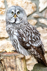 Strix nebulosa. A bearded, obscure bird of prey. The owl-like order.Portrait close-up.