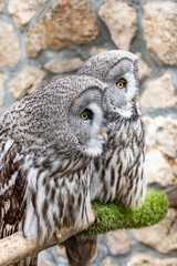 Strix nebulosa. A bearded, obscure bird of prey. The owl-like order.Portrait close-up.