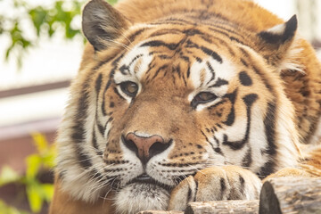 Fototapeta na wymiar The Amur tiger. The Ussuri tiger. close-up portrait.Panthera tigris altaica.Panthera tigris tigris.
