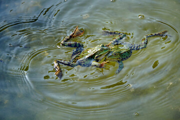 zwei Teichfrösche (Pelophylax esculentus oder Rana esculenta)