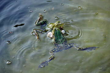 zwei Teichfrösche (Pelophylax esculentus oder Rana esculenta)