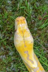 Yellow snake python in green grass