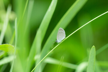 The small blue (lat. Cupido minimus), of the family Lycaenidae.