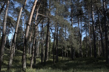 Summer morning sky in the forest