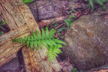 green moss on stone