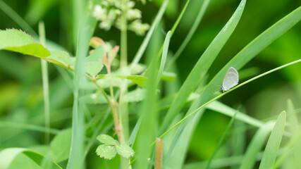 The small blue (lat. Cupido minimus), of the family Lycaenidae.