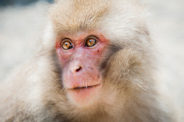 Close-up of a Japanese snow monkey's face, adult and alert against enemy attacks