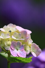 hydrangea 6月のアジサイをマクロ撮影