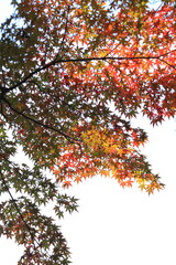 autumn leaves 秋のもみじ
