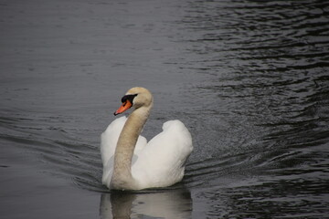 Obraz premium 首から上が汚れた白鳥 / white swan
