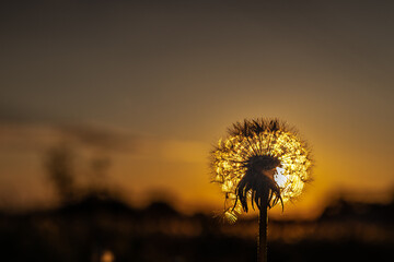 dandelion against sunset