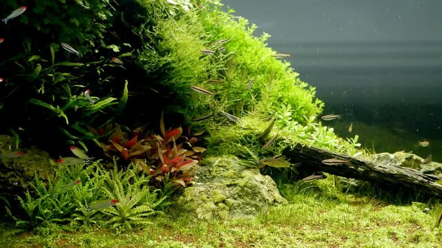 healthy plants oxygenate iwagumi Amano style nature freshwater aquarium with air bubbles, planted aquascape design, dwarf fish rhodostomus and algae eaters