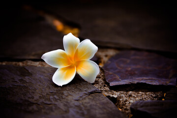 frangipani flower on stones