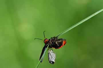 A small beetle hangs from a blade of grass in summer and clings to it as if doing gymnastics