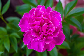 Peony Rose Blossom
