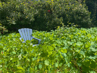 Blue wood chair in a Nasturtium field in a garden