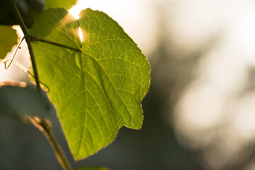 Grape leaf with its veins against the warm sunlight at the vineyard, on a natural background with shiny bokeh and copy space