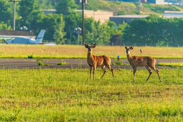 Naklejka na ściany i meble deer at the airport in the meadow