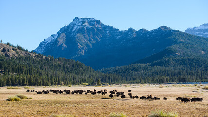A herd of bison move through the Lamar Valley in Yellowstone National Park on a fall day under a clear blue sky - obrazy, fototapety, plakaty