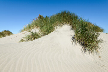 A coastal dune on the edge of the Pacific Ocean is topped with grass creating a green break on the...