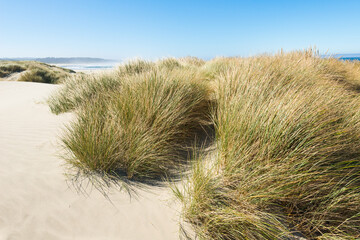Grass clings to the sand forming dunes along the Pacific Ocean in summer under a perfect blue sky.  The windswept area on the Central Oregon Coast is popular with tourists