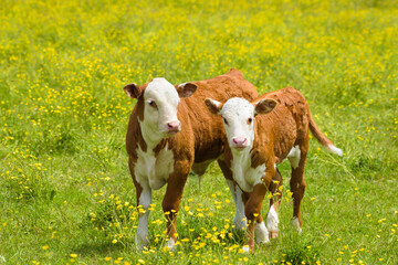 Two young Hereford breed calves in a field of grass with wild buttercups as the pair walk forward