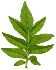 Green foliage of cornflower flower, lat. Centaurea, isolated on white background